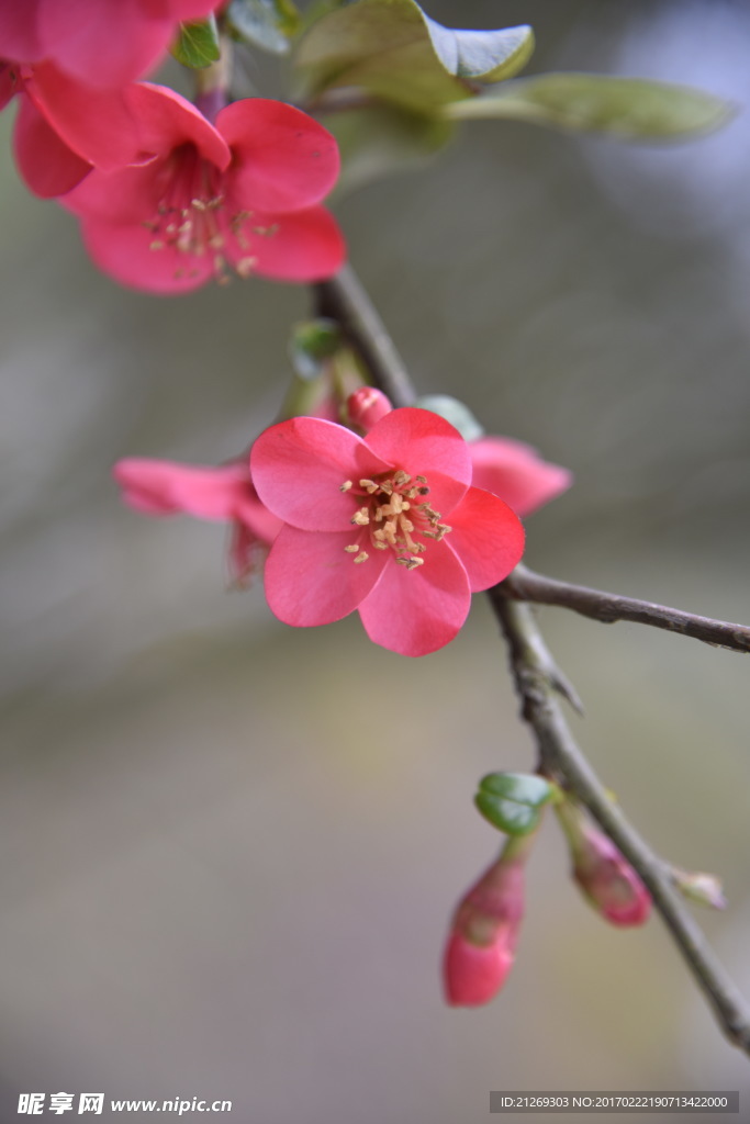 海棠花