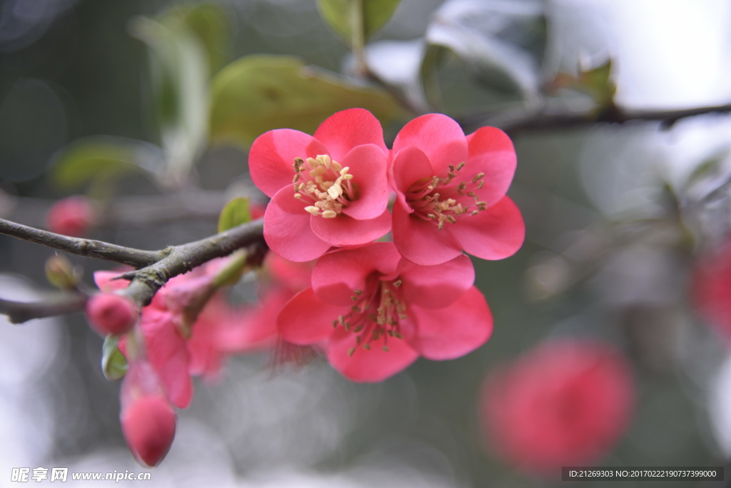 海棠花