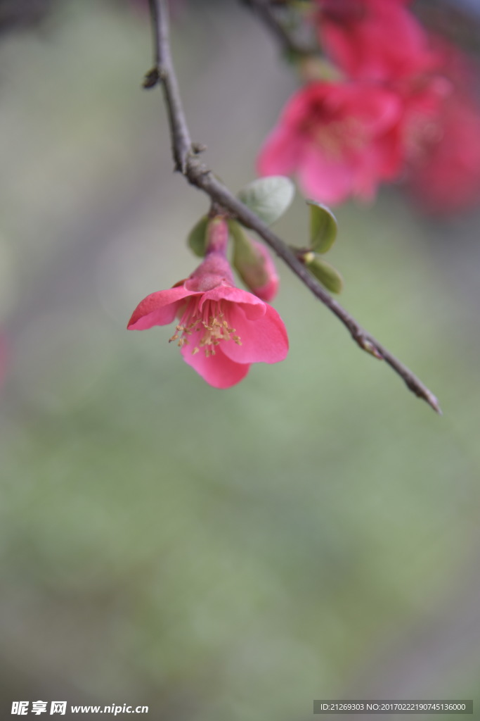 海棠花