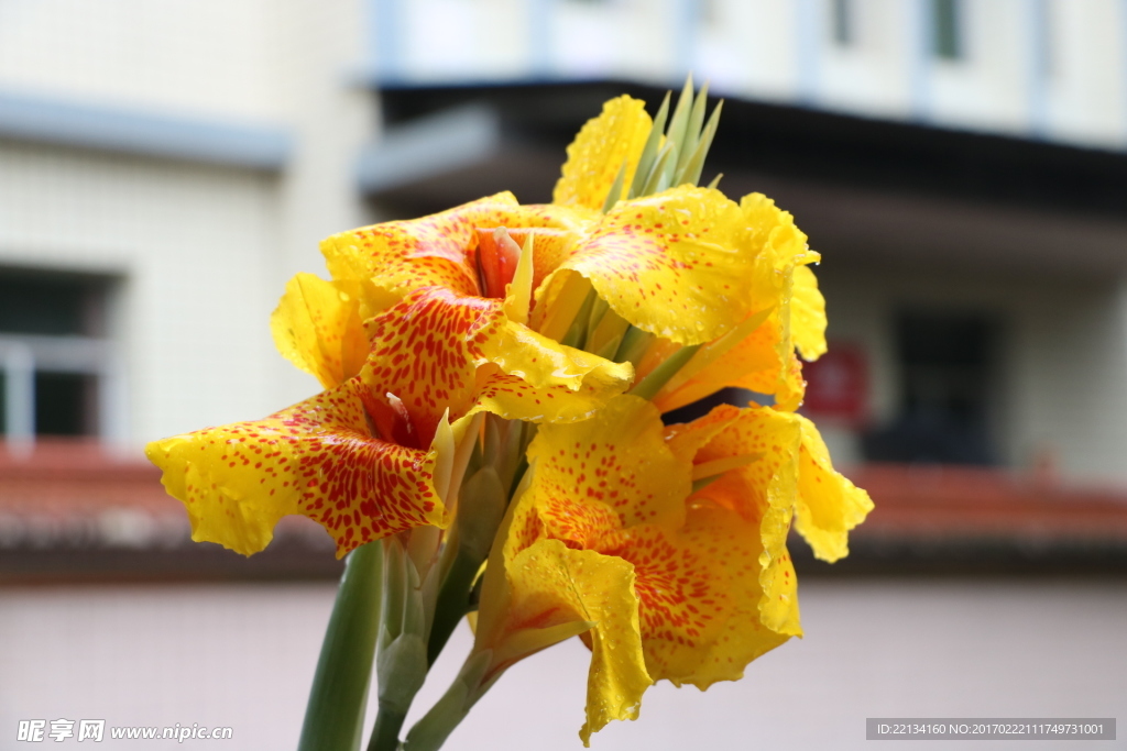 花卉