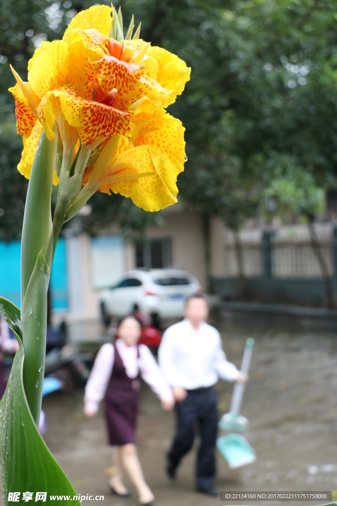 花卉