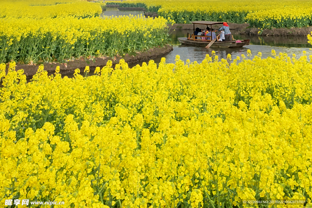 兴化菜花节