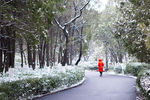 春雪