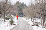 春雪