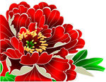手绘牡丹花