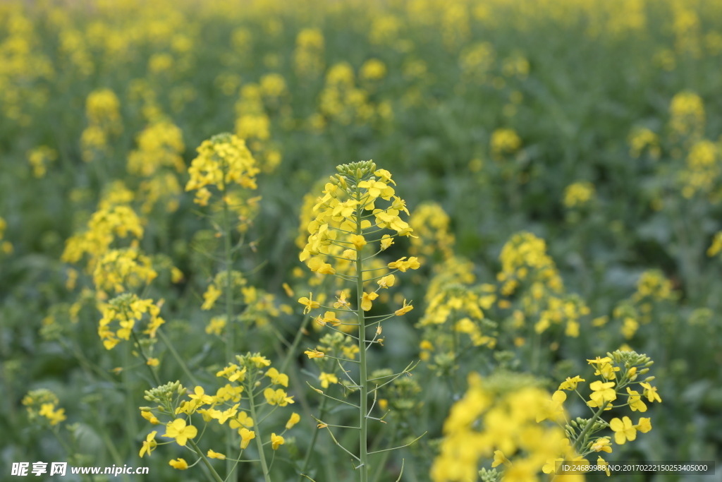油菜花