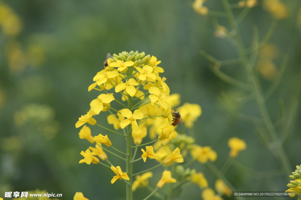 油菜花