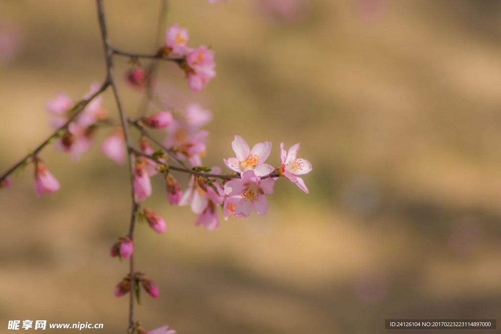 桃花