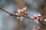 野樱花