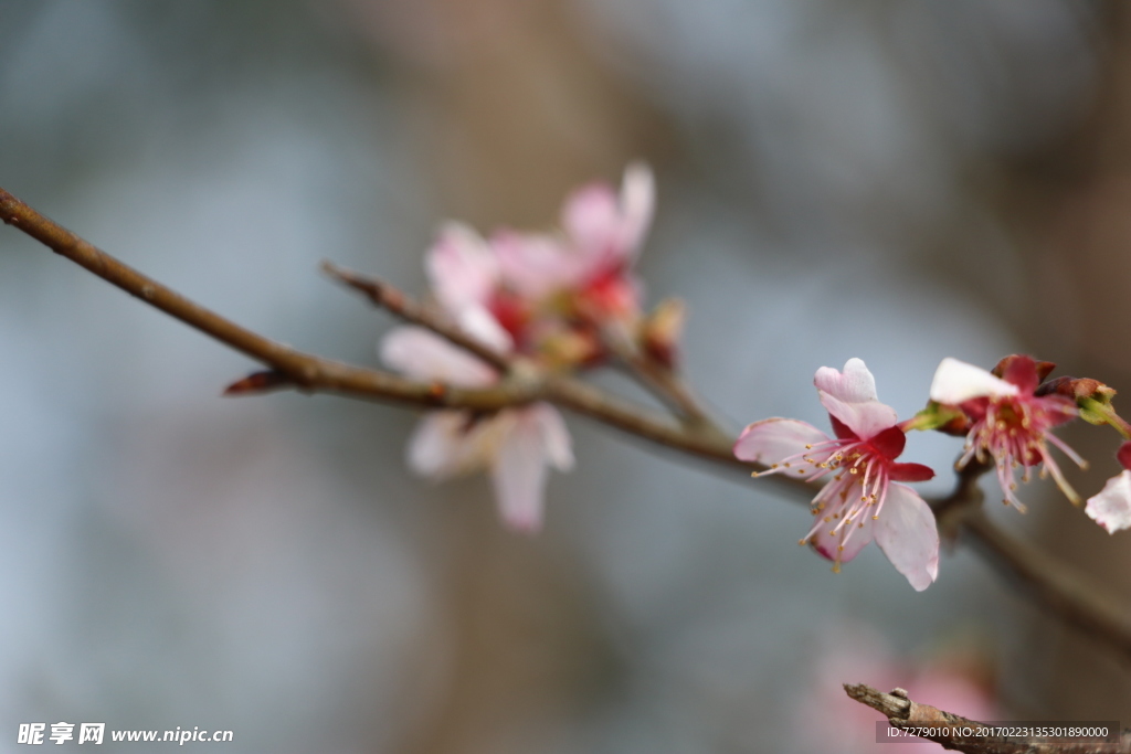 野樱花