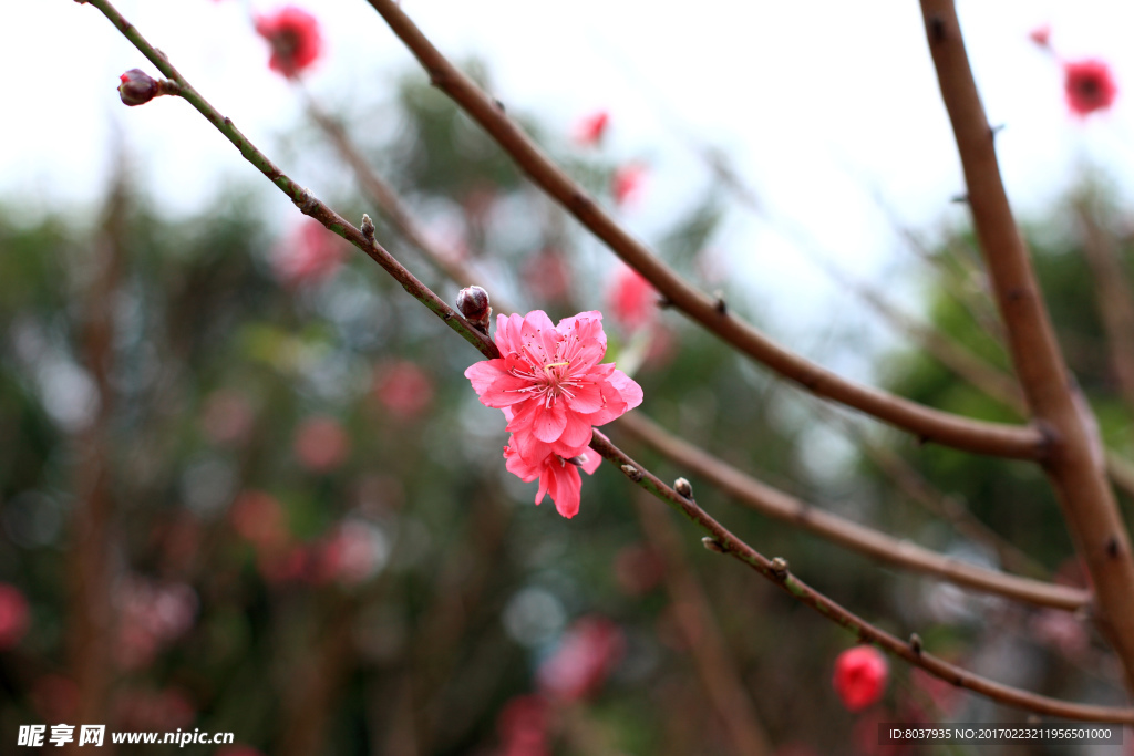 桃花