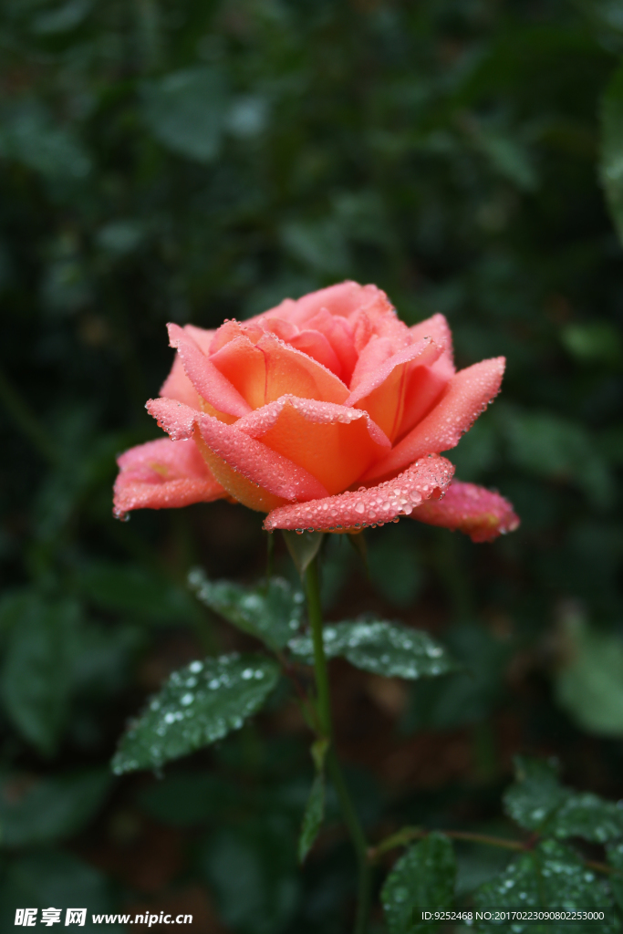 玫瑰花