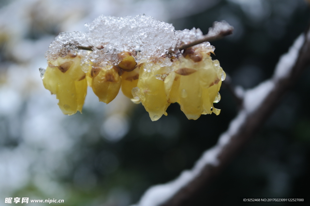 雪中腊梅花