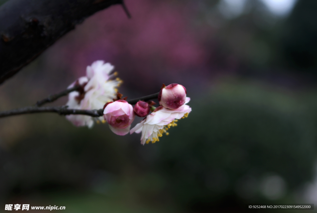 梅花