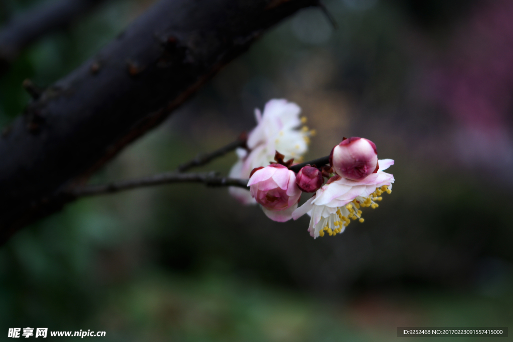梅花