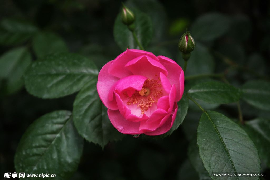 蔷薇花