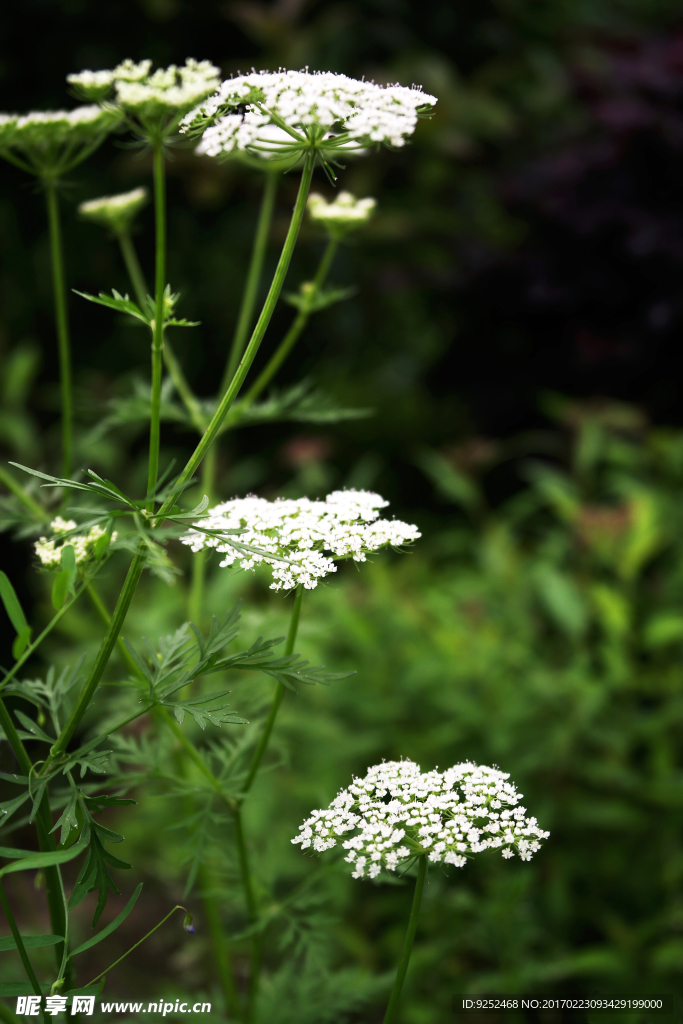 小白花