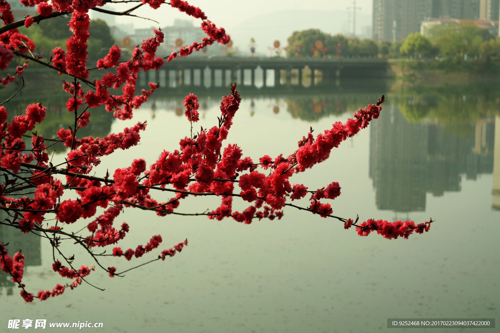 桃花