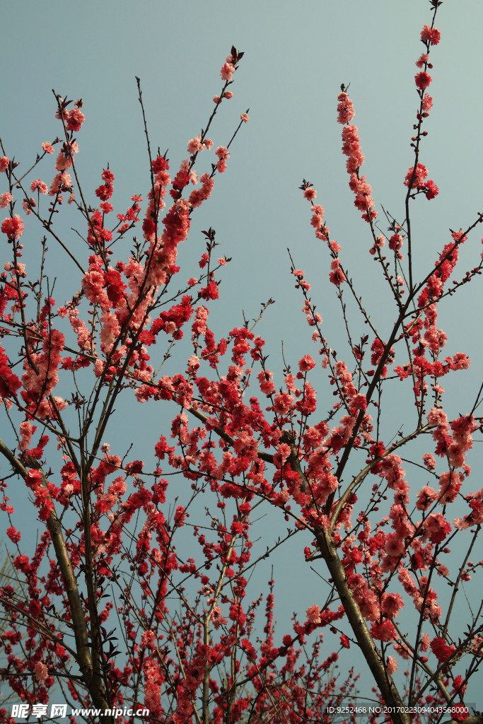 桃花枝