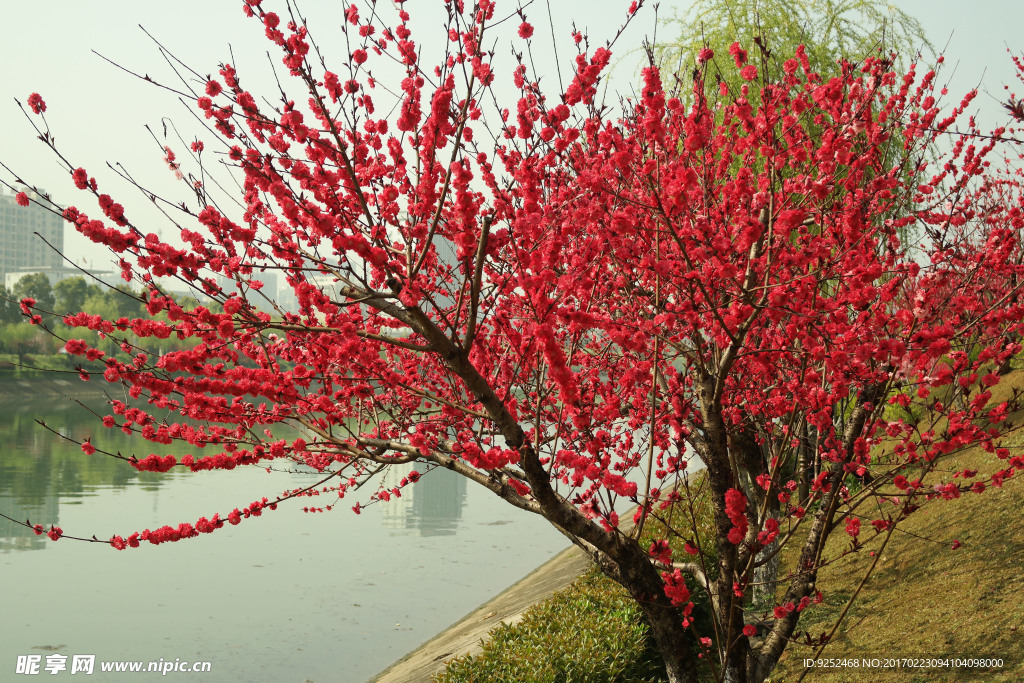 桃花