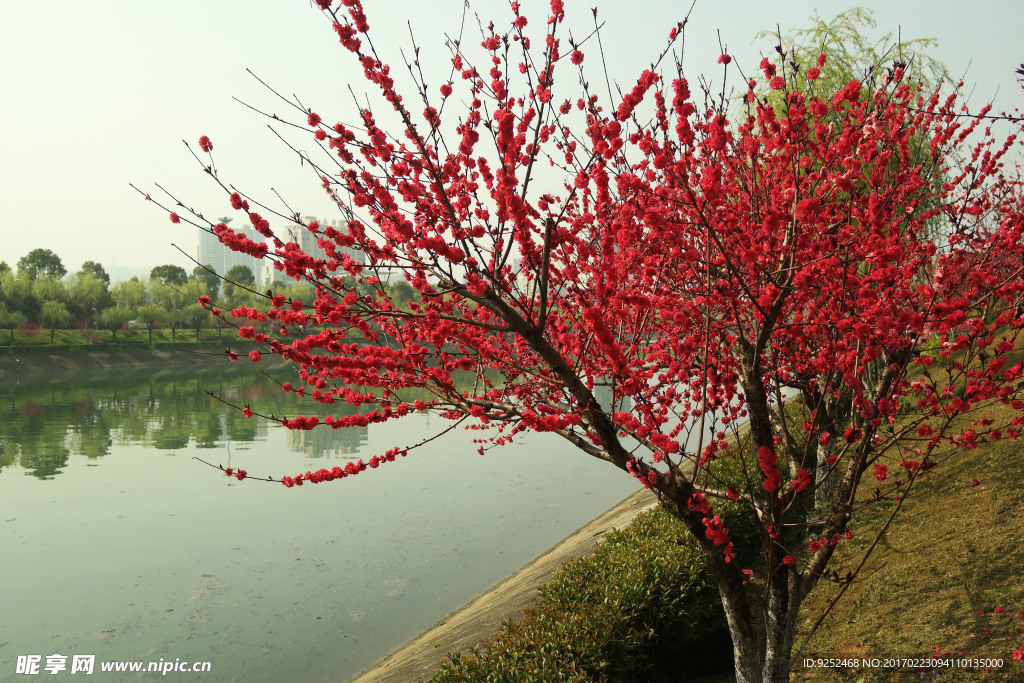 桃花园