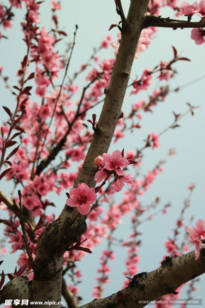 桃花