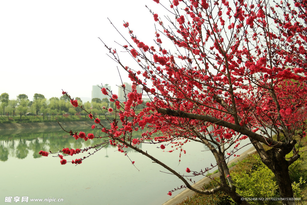 桃花园