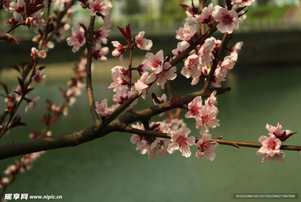 桃花