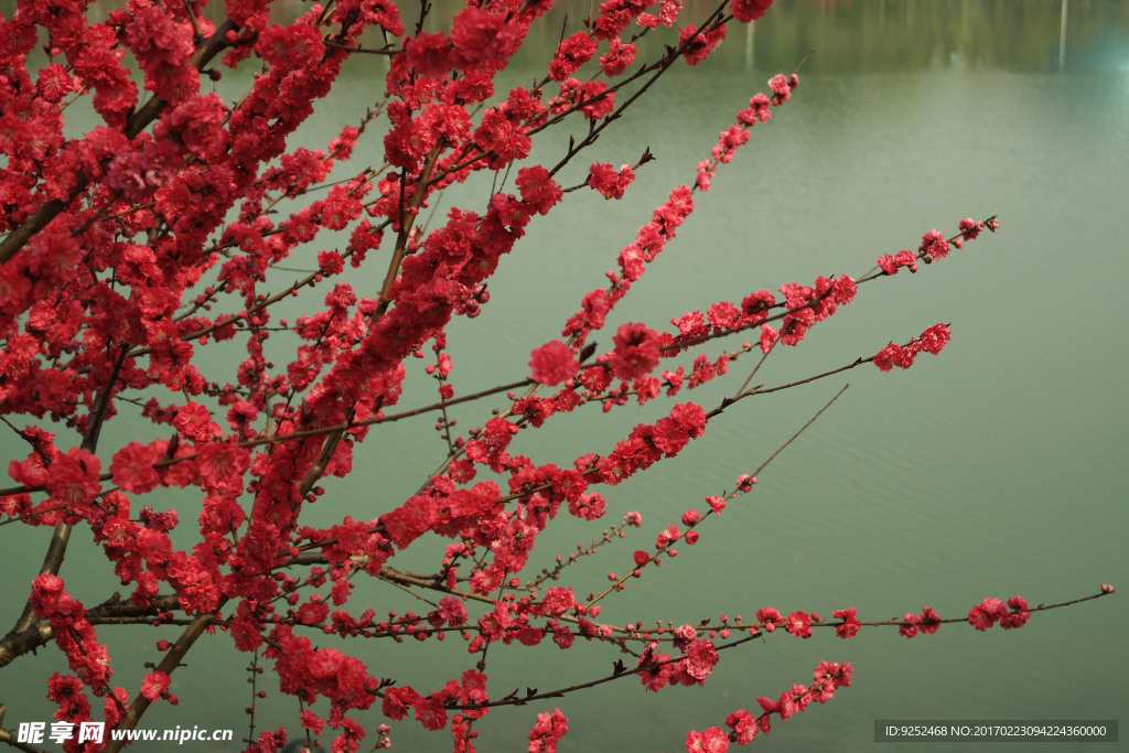 红桃花