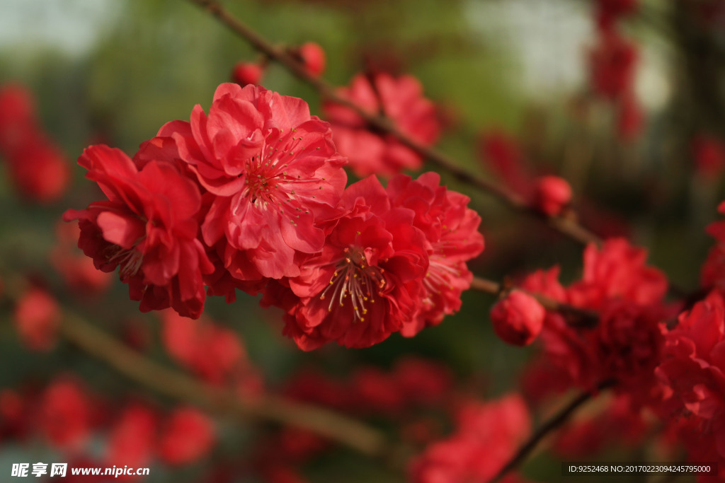 红桃花