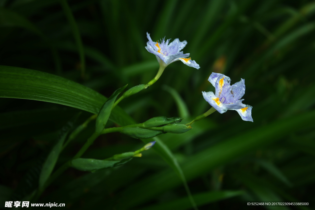 鸢尾花