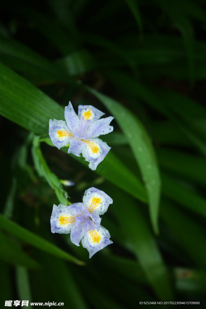 鸢尾花