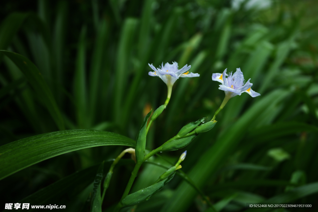 鸢尾花