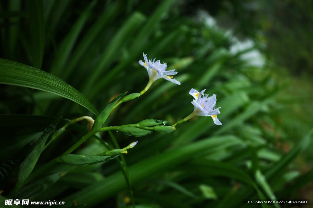 鸢尾花