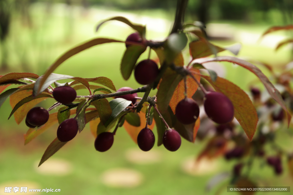 樱花树枝