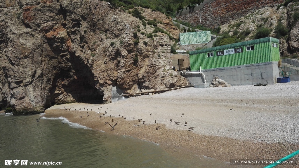 海边沙滩的飞鸟