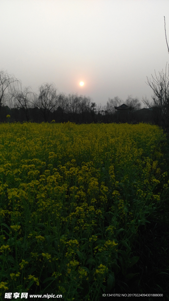 日落下的油菜花地