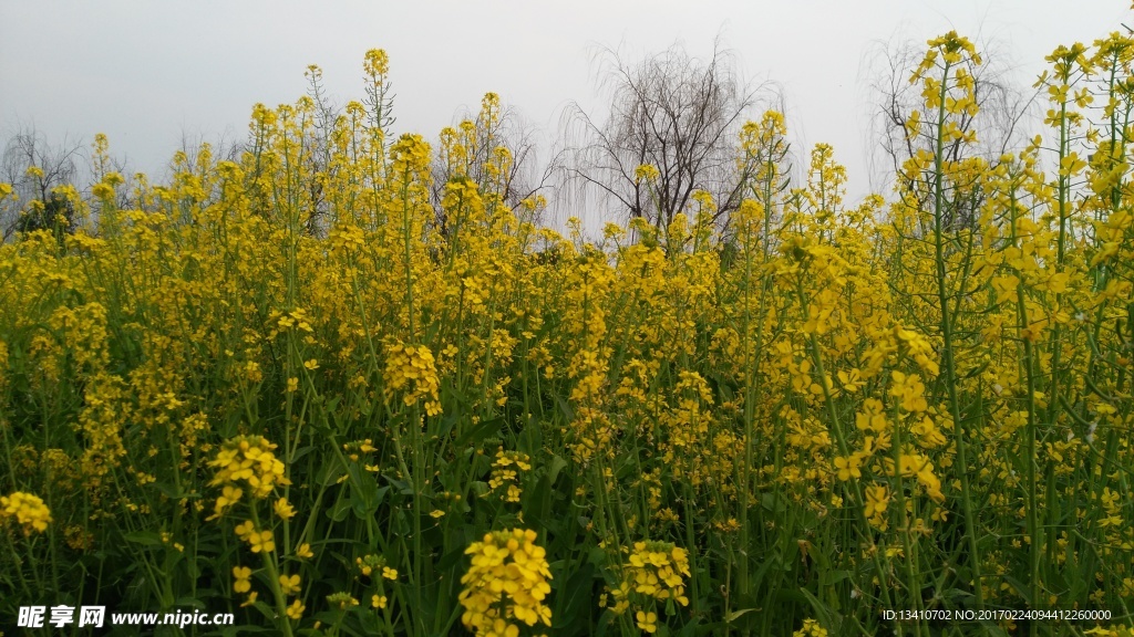油菜花开的正好
