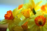 水仙花