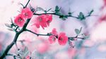红色海棠