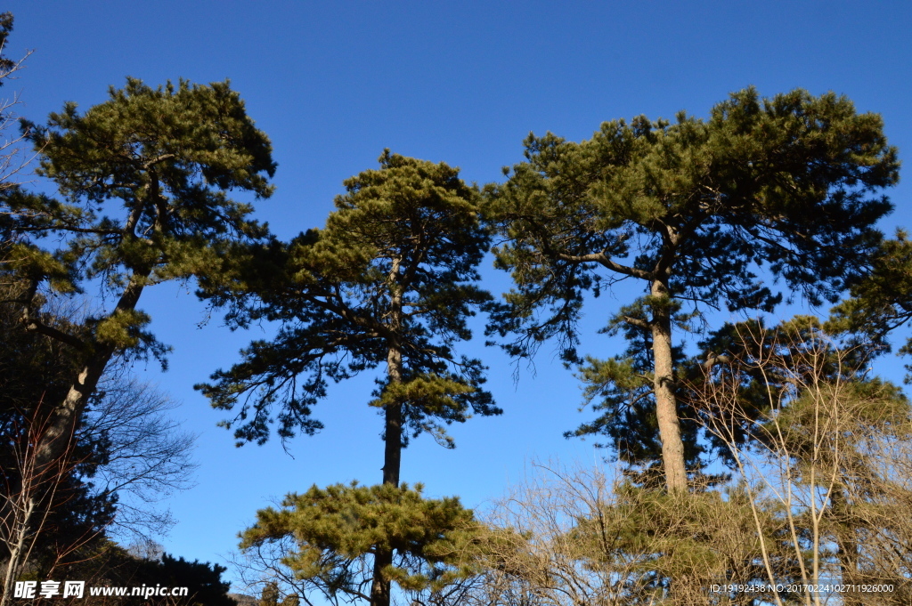 松树