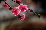 梅花