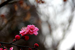 梅花