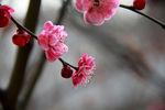 梅花