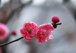 梅花