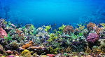 丰富的海底生物图片
