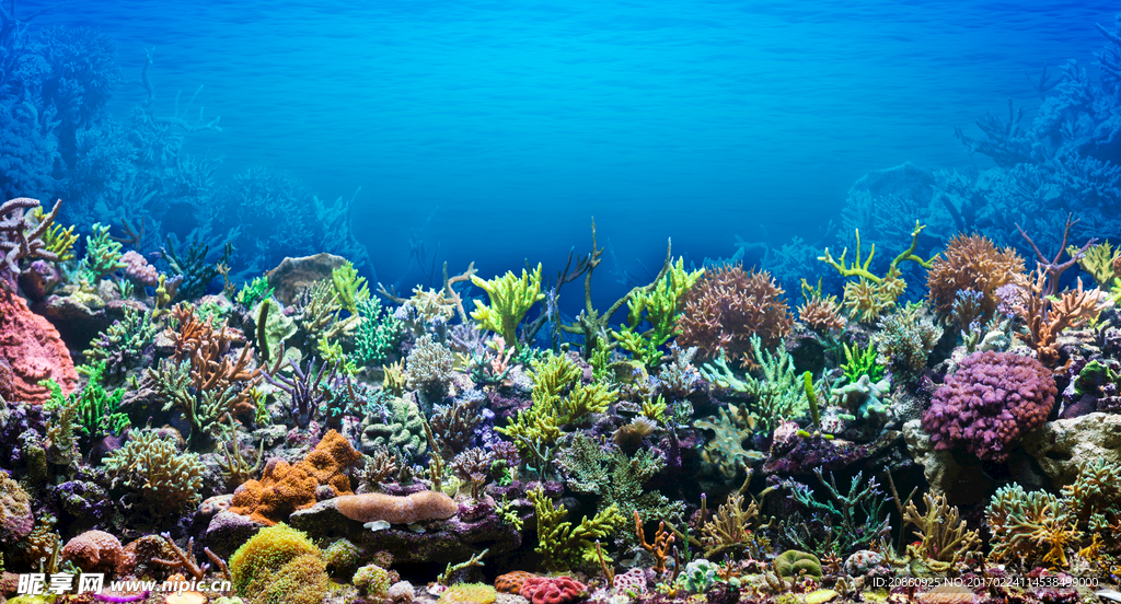丰富的海底生物图片