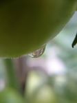 水珠