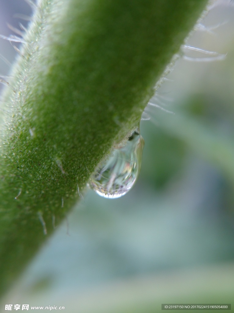 水珠