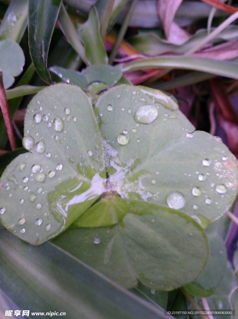 水珠